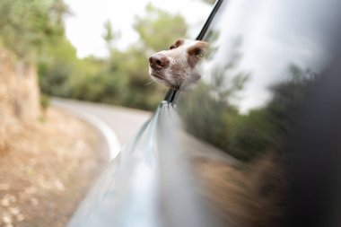 Arka koltuktaki arabanın camından sarkan kahverengi burunlu köpek, havanın, doğanın ve kırsal alanın tadını çıkarıyor..