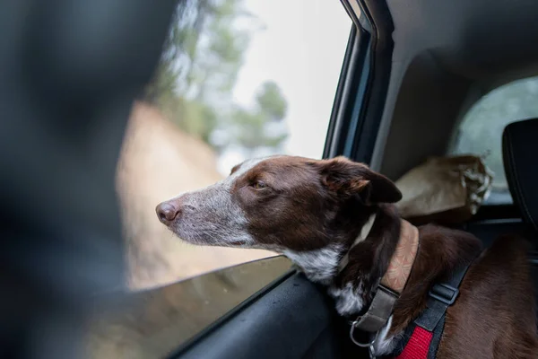 Arka koltuktaki arabanın camından sarkan kahverengi burunlu köpek, havanın, doğanın ve kırsal alanın tadını çıkarıyor..