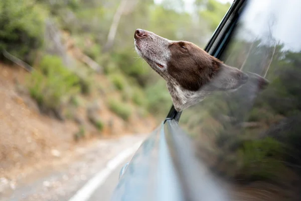 Arka koltuktaki arabanın camından sarkan kahverengi burunlu köpek, havanın, doğanın ve kırsal alanın tadını çıkarıyor..