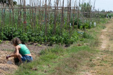 Bahçe yataklarına gübre koyan kadın, kot şortlu ve kolsuz tişörtlü 40 'lı kız güneş gözlüklü sarışın, bahçıvan eldivenli..