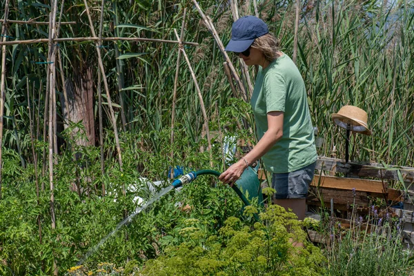 浇灌蔬菜园的妇女 穿着短裤 绿色T恤和帽子 种植芳香植物的花园 — 图库照片