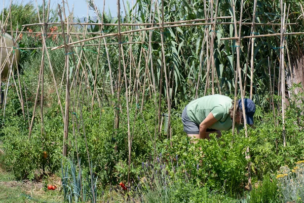 难以辨认的女人在浇灌番茄植物 几乎隐藏在番茄和蔬菜园之间 有机蔬菜园和梯田 — 图库照片
