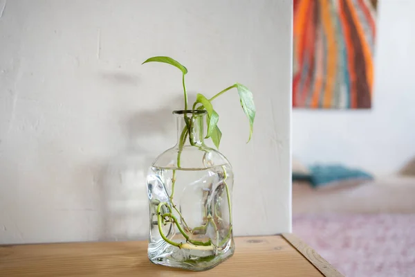 stock image vase decoration with water and potus to grow roots without soil, in a rustic but modern interior with carpets, cushions and wood.