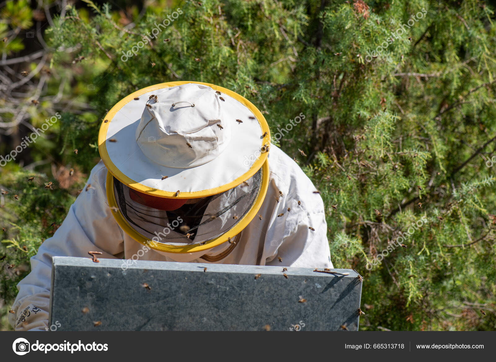 Λεπτομέρεια Του Μελισσοκόμου Προστατευτική Στολή Που Εξάγει Πάνελ Κυψέλη  Προστατευτικό — Φωτογραφία Αρχείου © bkU6MQ#yaj4B4EP #665313718