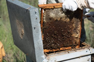 detail of a beekeeper in a protective suit removing panels in a hive to harvest honey clipart