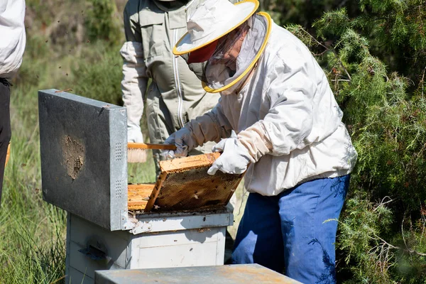 身穿防护服的年长男子养蜂人取出蜂板 教他的儿子如何提取蜂蜜 — 图库照片