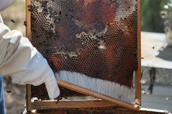 ミツバチが巣の中のパネルから蜜を抽出し養蜂の過程の一部として — ストック写真
