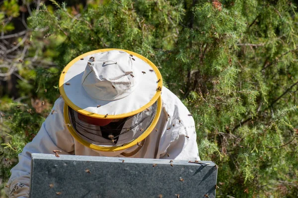 蜂の巣のパネルを抽出する保護服の養蜂家の詳細バイザーと養蜂家の帽子とバイザーと養蜂家の帽子と自然の上で養蜂家の帽子 — ストック写真