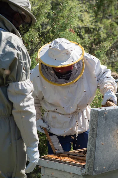 歳の男性養蜂家保護訴訟蜂のパネルを抽出し 彼の息子に蜂蜜抽出のプロセスを教える — ストック写真