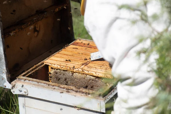 保護服の養蜂家の詳細は パネル除去のためのレバーで手のハイブ クローズアップ画像のパネルを削除します — ストック写真