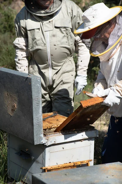 歳の男性養蜂家保護訴訟蜂のパネルを抽出し 彼の息子に蜂蜜抽出のプロセスを教える — ストック写真