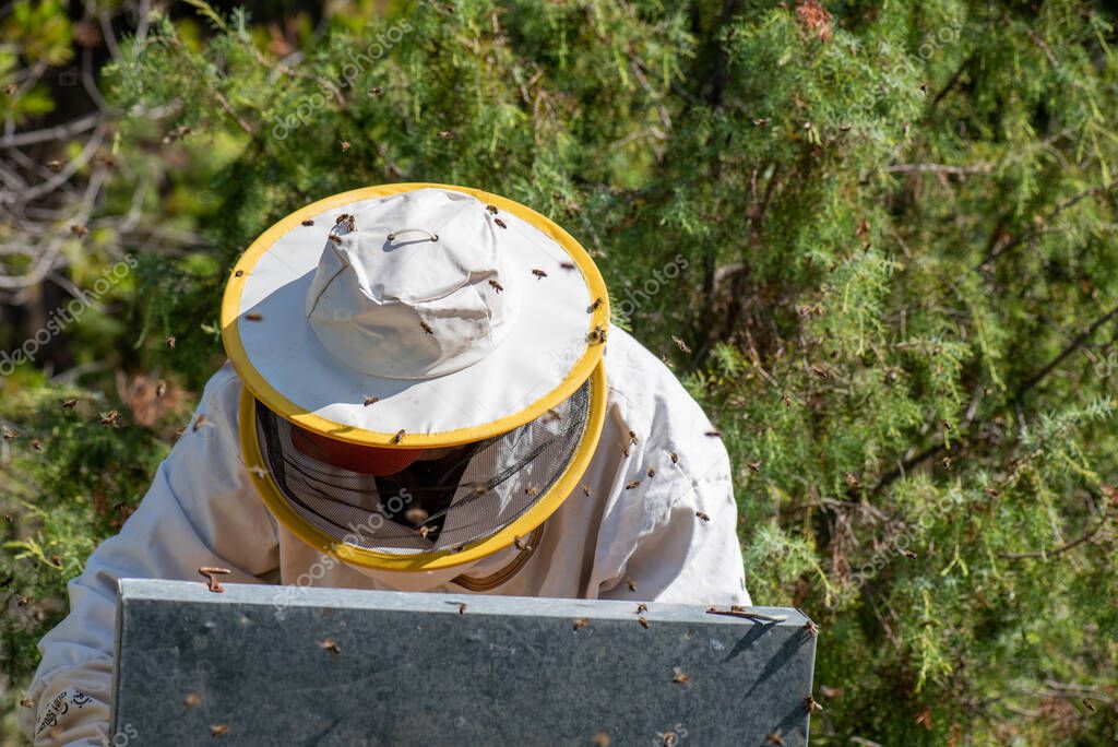 Dettaglio Dell'apicoltore Tuta Protettiva Estraendo Pannelli