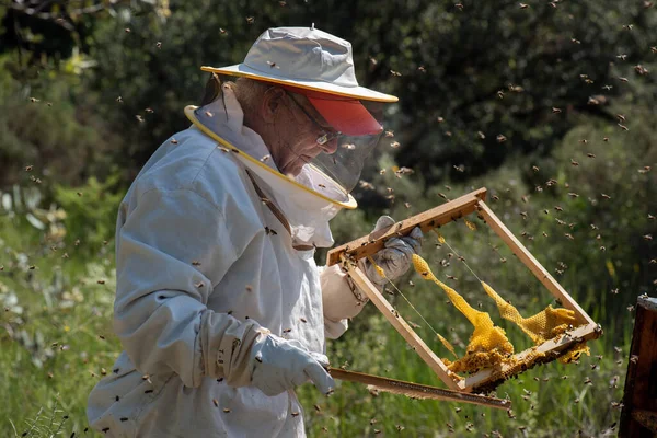 養蜂家は太陽から溶かしたワックスでミツバチのパネルを見て蜂蜜生産のためによく形成された細胞ではありません — ストック写真