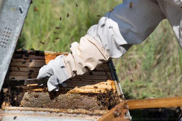 蜂の巣の中に蜂の巣を持つ保護手袋の手の詳細 — ストック写真
