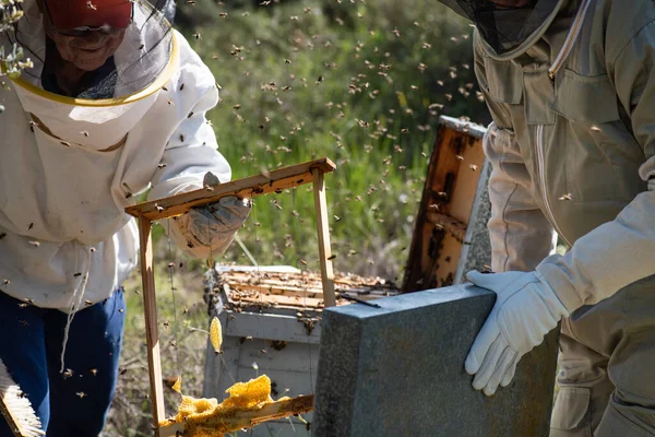 Ayah Peternak Lebah Berusia Delapan Puluhan Dan Anak Laki Laki — Stok Foto