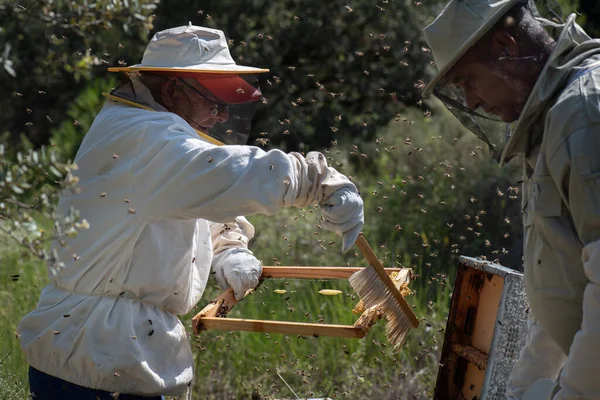 80代の養蜂家の父は保護具を身につけ蜂を毛ブラシでブラッシングし — ストック写真