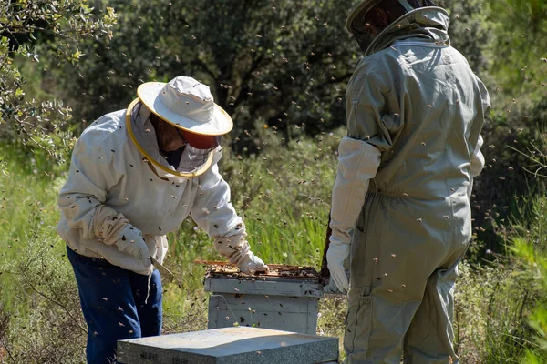 80代の養蜂家の父は保護具を身につけ蜂を毛ブラシでブラッシングし — ストック写真