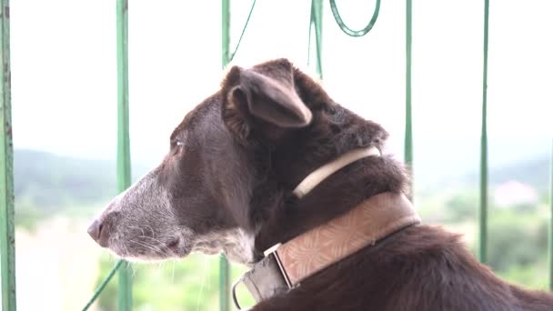 Perro Mirando Desde Balcón Muy Atento Oliendo Naturaleza Paisaje Rural — Vídeo de stock