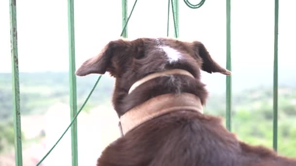 Hund Tittar Från Balkongen Mycket Uppmärksam Och Luktar Natur Och — Stockvideo