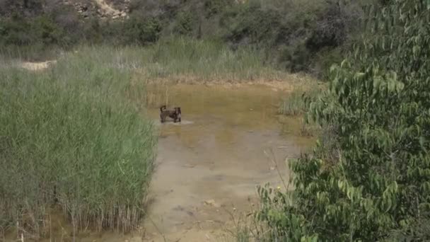 波登科在一个天然的游泳池里嬉戏 享受夏天的沐浴和自然环境 中等重量的头颈上有白线的棕色狗 — 图库视频影像