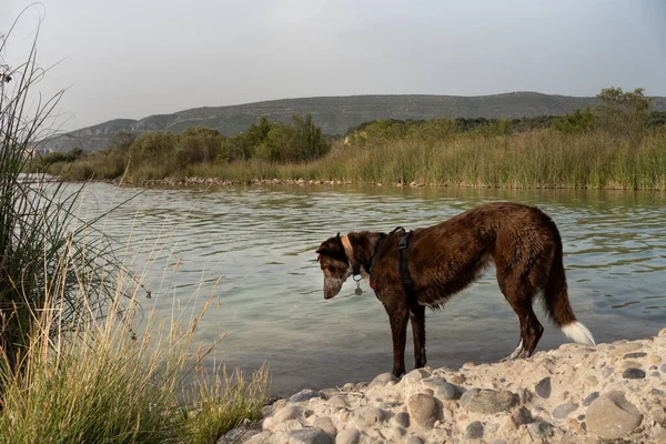 Nehirdeki büyük kayanın tepesinde doğal manzaralı bir köpek balık avlamak için suya bakıyor.
