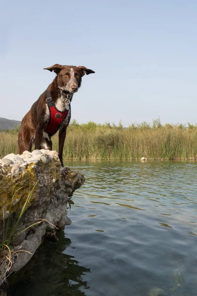 dog on top of big rock in river with scenic natural landscape posing