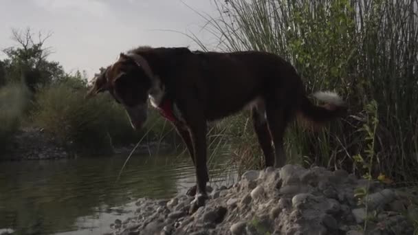 Dog Top Big Rock River Scenic Natural Landscape Posing — Stock Video
