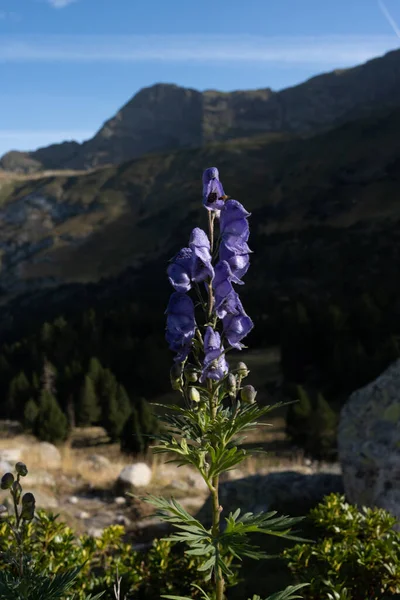 Tora blava, acnit, matallops ya da napel, Aconitum napellus, Pireneler 'de aydınlanmış taş üzerinde bulunan zehirli bir bitki, Benasque dağlarının arka planında.