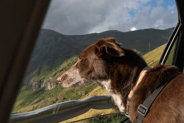 Köpek, bir arabanın penceresinden dağ manzarasına hayran.
