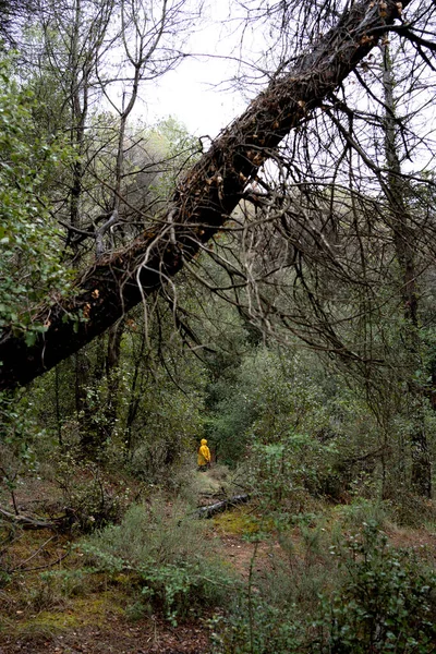 halloween image with a mysterious forest and in small a man with a yellow raincoat observed.