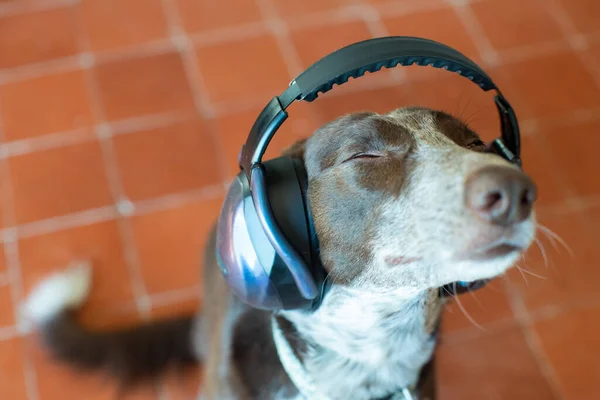 Cão Com Fones Ouvido Com Cancelamento Ruído Olhando Para Cima — Fotografia de Stock