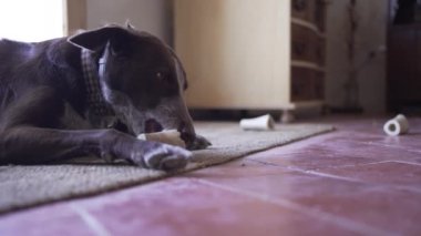 Jüt halıda kemik yiyen bir köpeğin ayrıntıları. Ama podenko ve braco karışımı, kahverengi, kafasında ve göğsünde beyaz nokta var..