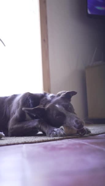 Detail Dog Jute Rug Eating Bone Mixture Podenco Braco Brown — Stock Video