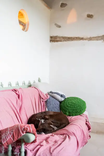 褐色的狗在沙发上打滚睡觉 沙发上铺着粉红色的沙丁鱼皮 旁边是钩针靠垫 外铺着木梁的乡村设计空间 还有温暖的灯光从圆圆的窗户射出来 免版税图库图片