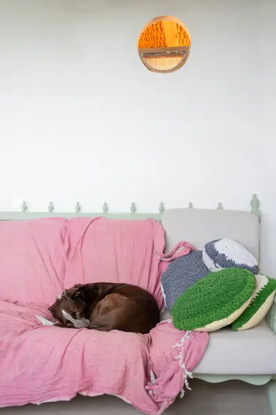 褐色的狗在沙发上打滚睡觉 沙发上铺着粉红色的沙丁鱼皮 旁边是钩针靠垫 外铺着木梁的乡村设计空间 还有温暖的灯光从圆圆的窗户射出来 图库图片