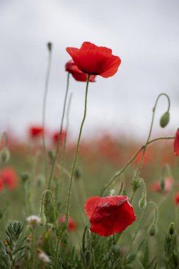 Yeşil arka planda iki gelinciğin dikey görüntüsü ve bulutlu gökyüzü, yeşilde kırmızı.