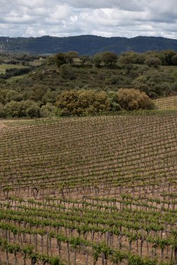 Çok geniş asma tarlaları, farklı yönlerde üzüm bağları ile dikey görüntü