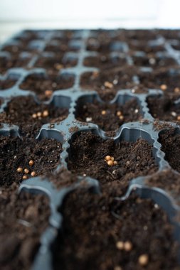 Kişniş ekimi için plastik ekin tohumları, siyah substrat toprak ve gelecekteki bitkiler için küçük hazneler.