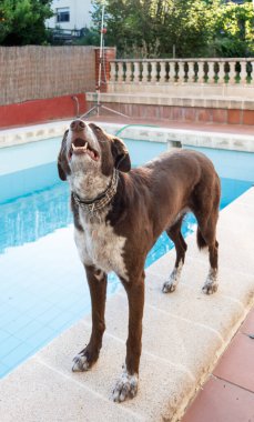 Yüzme havuzunun kenarında duran orta kahverengi köpek ağzı açık, mutlu bir şekilde yukarı bakıyordu..