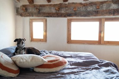 Köpek yatağın üstünde, kırsal kesimlerde tahtadan kirişlerle çevrili yastıklarla çevrili.