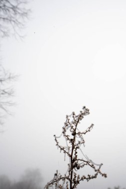 Kış zamanı. Sisin içinde kaybolan bitkiler ve ağaçlar, arada kalan boşluklar. Kış mevsimi davetleri için çerçeve