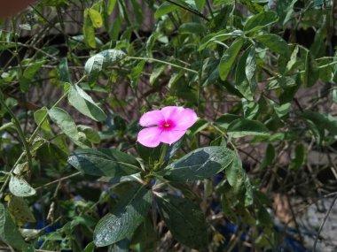 Catharanthus gül çiçeği ve bahçede bir ağaç..