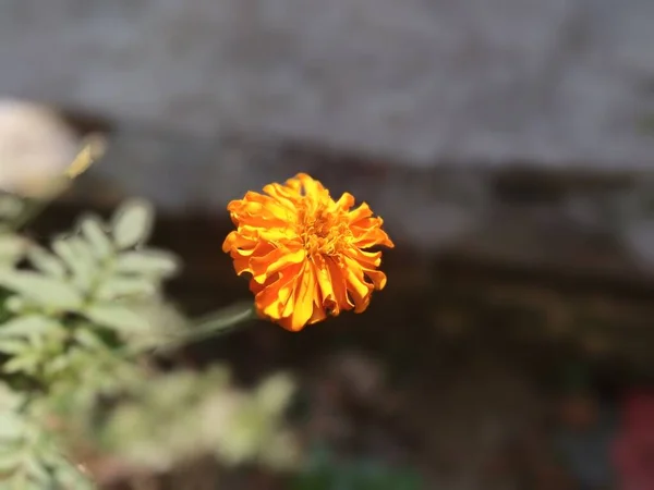Sarı Turuncu Kadife Çiçeği Bahçedeki Çiçek — Stok fotoğraf