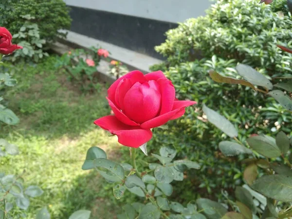 Červená Růže Květ Zahradě Rozmazaným Pozadím — Stock fotografie