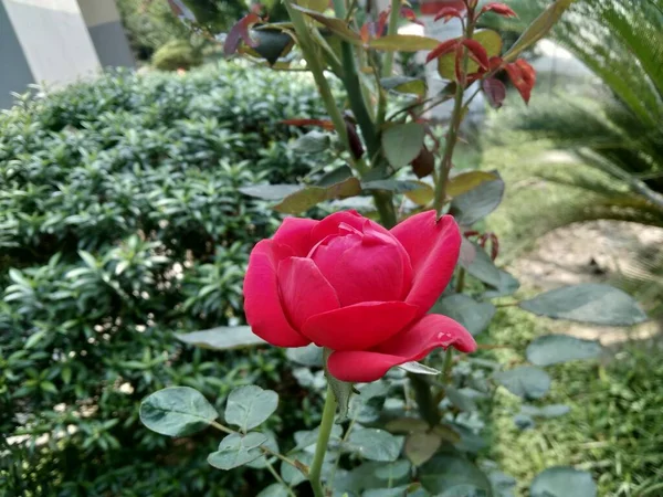 背景がぼやけて庭の赤いバラの花 — ストック写真