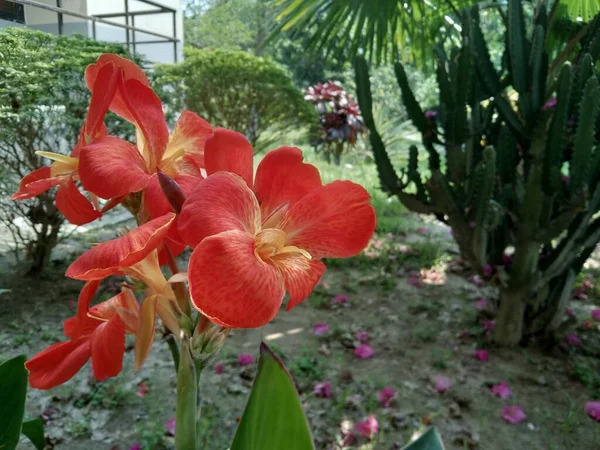 Bahçede Bulanık Arkaplanı Olan Ndika Çiçeği — Stok fotoğraf
