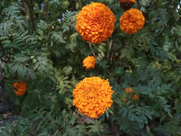 Color Naranja Caléndula Hermosa Flor Jardín —  Fotos de Stock