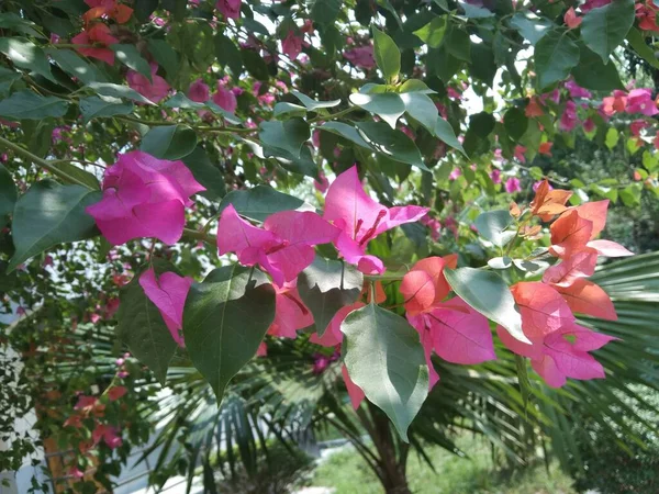 Vue Rapprochée Belle Fleur Bougainvillea Glabra Dans Jardin — Photo