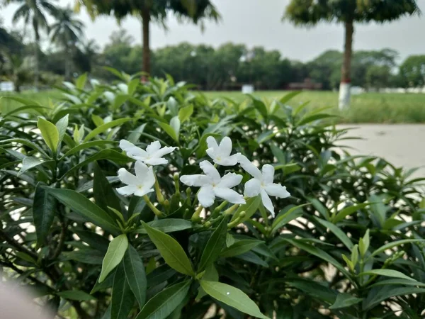 Schöne Knospen Und Blüten Windradblumen Alias Gardenia Crape Jasmine Blume — Stockfoto