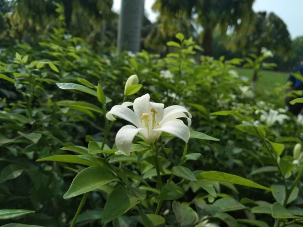 Laranja Jasmim Bela Flor Com Fundo Borrado Jardim — Fotografia de Stock